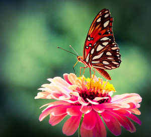 Butterfly on echinacea